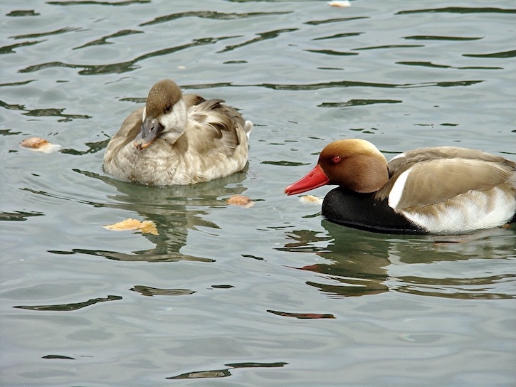 red-crested pochard